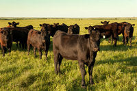 Creekstone Farms Quality Black Angus Beef