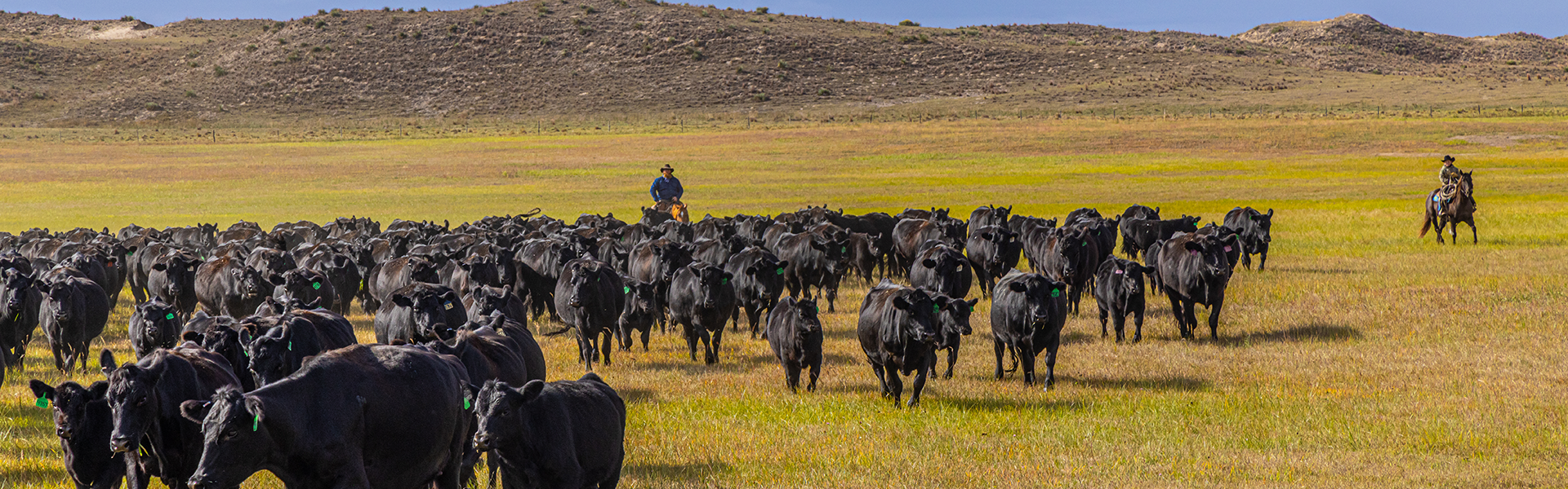A large herd of black cattle moving across an open grassy plain under a blue sky, with two riders on horseback visible in the background and rolling hills behind them.