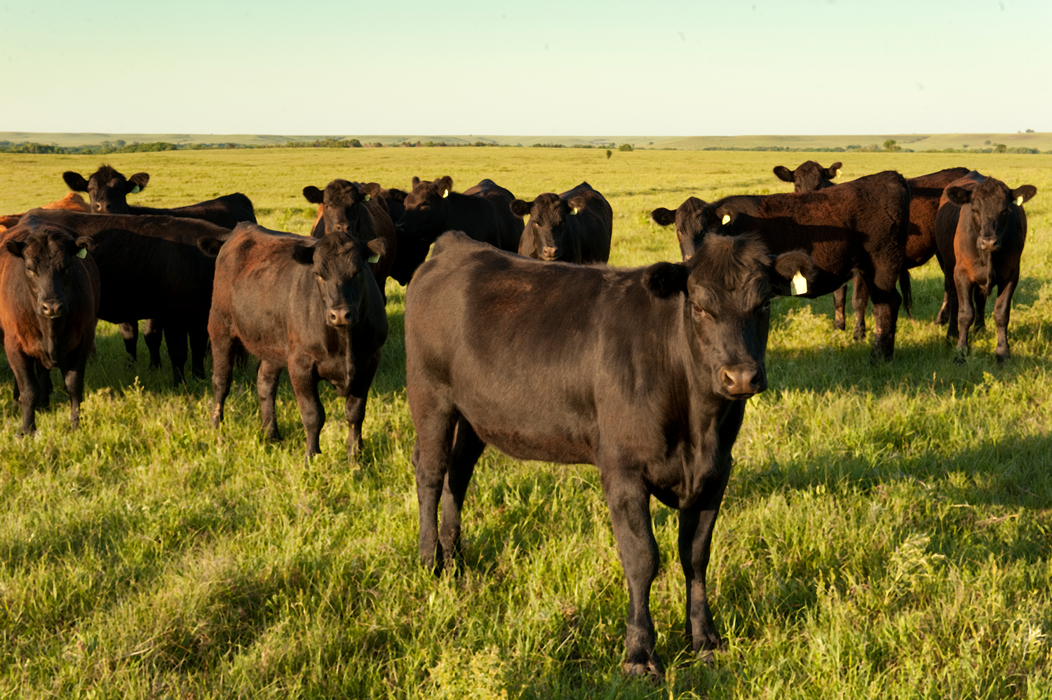 A Field of Black Cattle