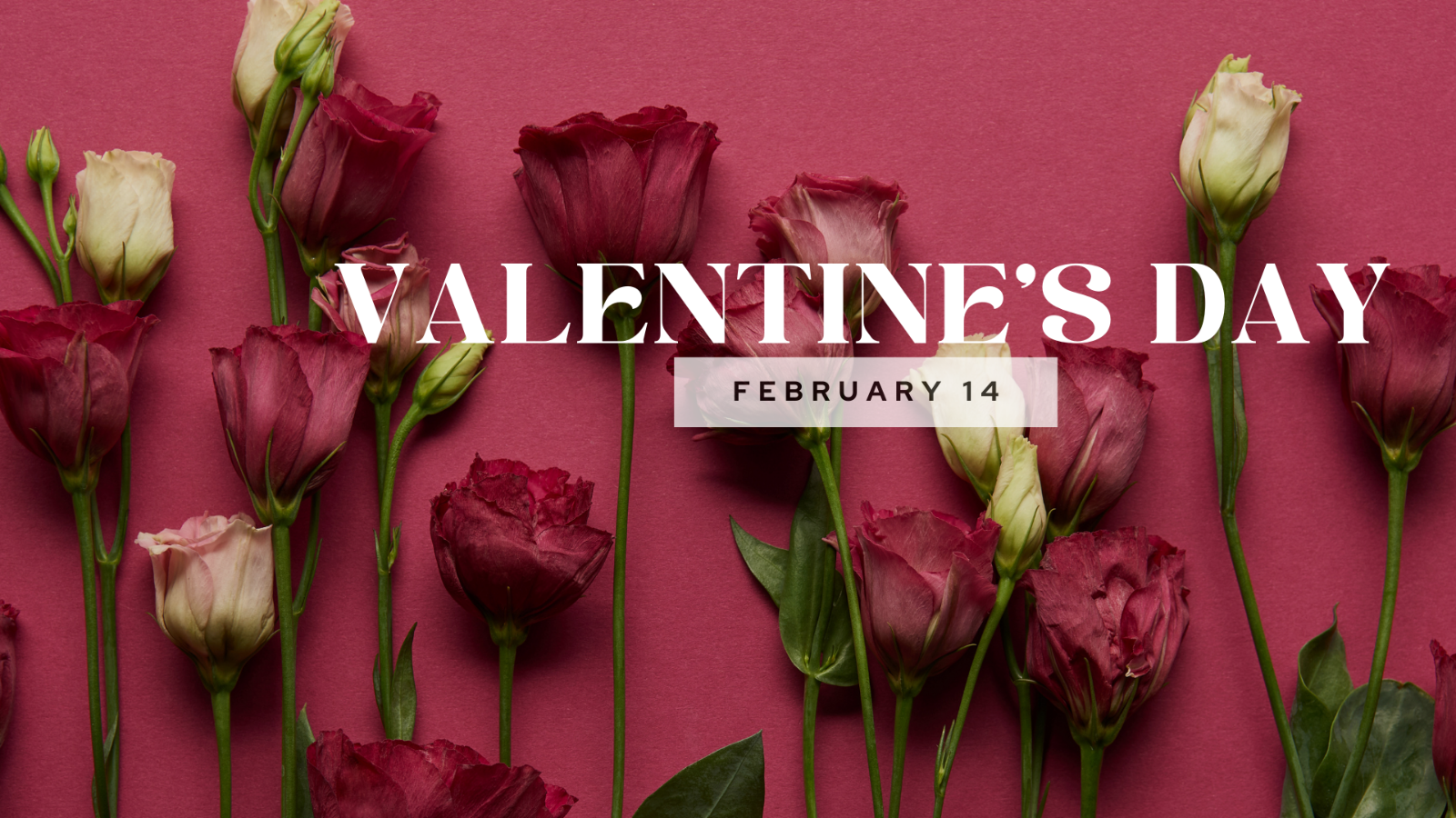 Valentine's Day card with red roses on a pink background