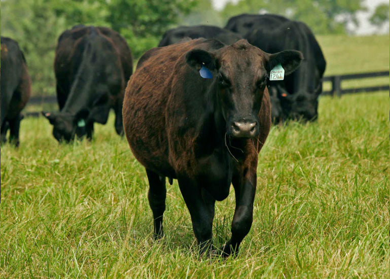 Black cow walking in a grassy field with other cows in the background